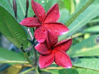 Green River 5 Red Plumeria Seeds - Flower Seed Pack, Premium Tropical Blooms, Fragrant Perennial Plants for Garden Charm, Ideal for Leis and Containers