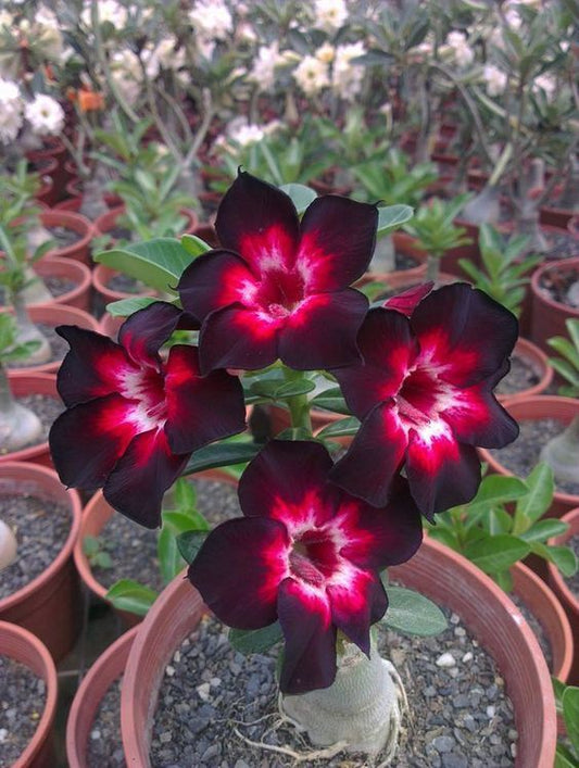 Green River 4 Pink Black White Desert Rose Seeds - Premium Exotic Succulent Flower Seeds for Indoor Pots Bonsai & Tropical Decor Drought-Tolerant, Easy to Grow Unique Trunk, Premium Seed Pack for Collectors