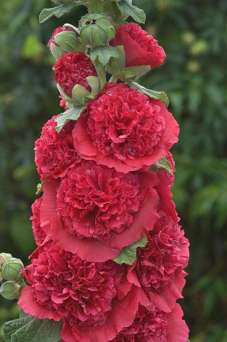 Green River 25 Double Rosey Red Hollyhock Seeds - Flower Seed Pack, Tall Perennial Blooms, Cottage Garden Plants for Borders, Premium Seeds for Planting, Pollinator Friendly Flowers