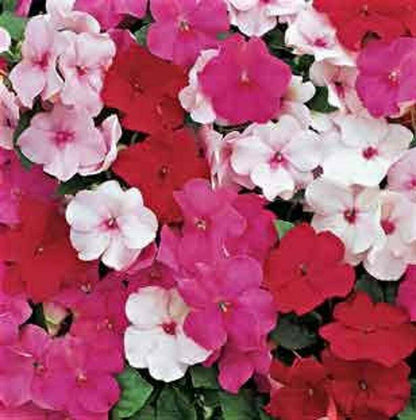50 Peppermint Mix Impatients Seeds Flower Seed Flowers Annual Bloom 421