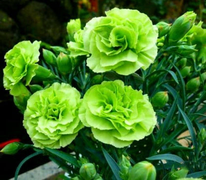 Green River 100 Bright Green Carnation Seeds- Premium Flower Seeds for Planting Borders, Bouquets & Cottage Gardens | Ruffled Fragrant Carnation Flower Seeds | Fancy Carnation Seeds | Perennial Blooms for Pollinator & Cut Flower Gardens