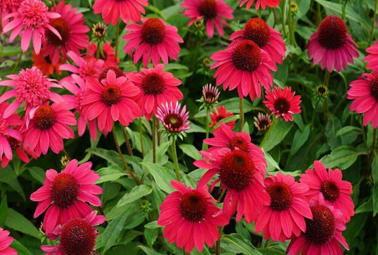 Green River 50 Baja Burgundy Coneflower Seeds - Drought-Tolerant Decor Seeds for Pollinator Gardens, Perennial Blooms, Ideal for Summer Conditions