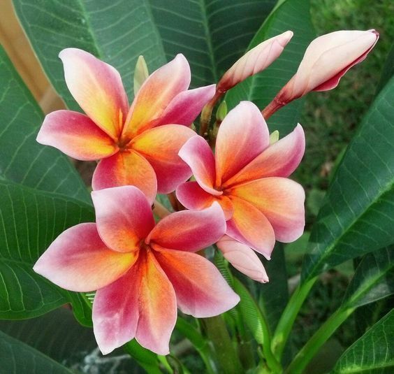 5 Orange Pink Plumeria Seeds Plants Flower Lei Hawaiian Perennial Bloom 189