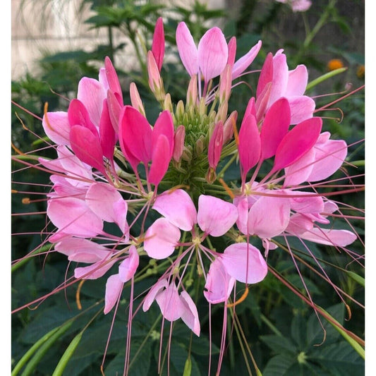 100 Candu Pink Spider Seeds Clome Spinosa Perennial 1169 US Seller Butterfly Bee