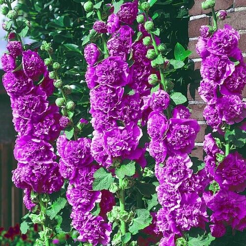 Green River 25 Double Violet Hollyhock Seeds - Flower Seed Pack, Tall Perennial Blooms, Cottage Garden Plants for Borders, Premium Seeds for Planting, Pollinator Friendly Flowers