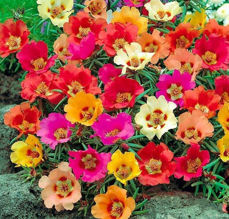 buy moss rose seeds 100 Bright Mix Moss Rose Seeds Flower Perennial Flowers Seed Bloom 171 – Green River Seeds