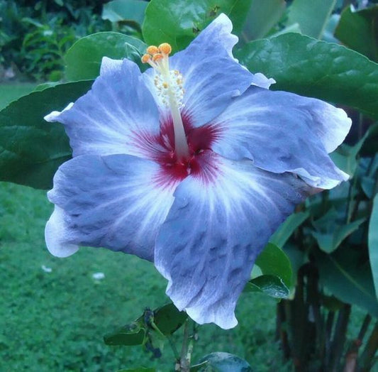 Green River 20 Blue Silver Hibiscus Seeds - Premium Perennial Flower Seeds Pack for Tropical & Pollinator Gardens, Hardy Outdoor Seeds for Full Sun & Well-Drained Soil, Vibrant Garden Blooms Attracting Butterflies & Hummingbirds