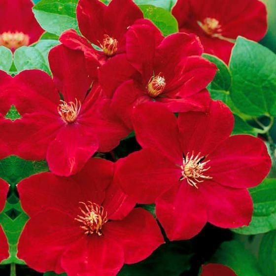 Green River Bright Red Clematis Seeds - 25 Flower Seed Pack, Perennial Climbing Vine, Dried Clematis Plant Seeds for Fences and Trellises, All Seasons, USDA Zones 4-9