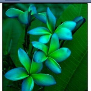 Green River 5 Blue Green Plumeria Seeds - Flower Seed Pack, Premium Tropical Blooms, Fragrant Perennial Plants for Garden Charm, Ideal for Leis and Containers