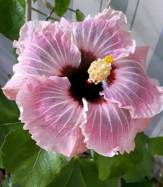 Green River 20 Light Pink Hibiscus Seeds - Premium Perennial Flower Seeds Pack for Tropical & Pollinator Gardens, Hardy Outdoor Seeds for Full Sun & Well-Drained Soil, Vibrant Garden Blooms Attracting Butterflies & Hummingbirds