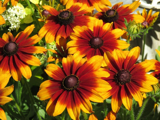 Green River 50 Summerina Coneflower Seeds - Drought-Tolerant Decor Seeds for Pollinator Gardens, Perennial Blooms, Ideal for Summer Conditions