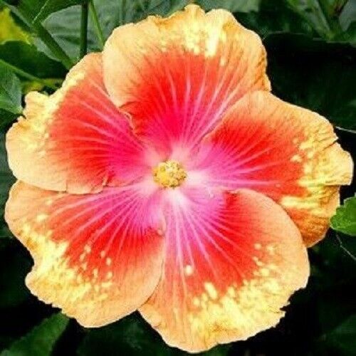 Green River 20 Pink Yellow Hibiscus Seeds - Premium Perennial Flower Seeds Pack for Tropical & Pollinator Gardens, Hardy Outdoor Seeds for Full Sun & Well-Drained Soil, Vibrant Garden Blooms Attracting Butterflies & Hummingbirds