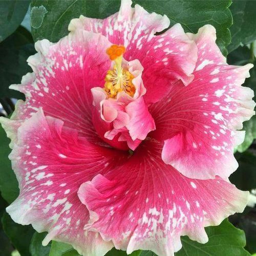 Green River 20 Pink White Hibiscus Seeds - Premium Perennial Flower Seeds Pack for Tropical & Pollinator Gardens, Hardy Outdoor Seeds for Full Sun & Well-Drained Soil, Vibrant Garden Blooms Attracting Butterflies & Hummingbirds