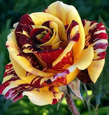 rose seed for sale 10 Yellow Red Rose Seeds Flower Bush Perennial Bloom Shrub Flowering S – Green River Seeds