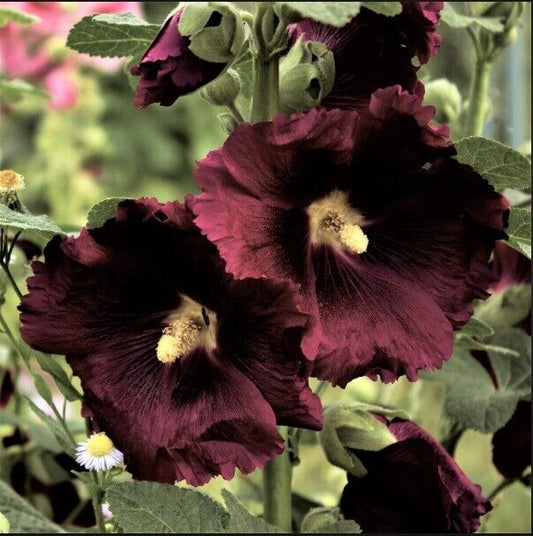 Green River 25 Black Knight Hollyhock Seeds - Flower Seed Pack, Tall Perennial Blooms, Cottage Garden Plants for Borders, Premium Seeds for Planting, Pollinator Friendly Flowers