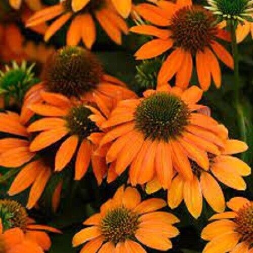 Green River 50 Soft Orange Coneflower Seeds - Drought-Tolerant Decor Seeds for Pollinator Gardens, Perennial Blooms, Ideal for Summer Conditions