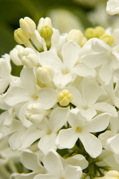 Green River 25 Angel White Lilac Seeds - Fragrant Spring Bloomers for Garden & Decor Decoratives - Premium Seeds, Heirloom Variety for Pollinator Gardens