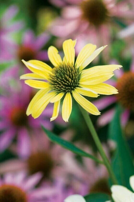 Green River 50 Sunrise Coneflower Seeds - Drought-Tolerant Decor Seeds for Pollinator Gardens, Perennial Blooms, Ideal for Summer Conditions