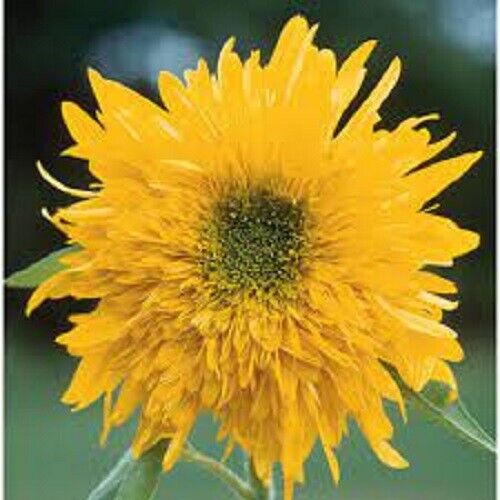 Green River 25 Double Quick Sunflower Seeds - Perennial Flower Seed Pack, Deep Red Blooms for Pollinator Gardens, Easy to Grow, Non-GMO for Outdoor Planting, Premium Heirloom Seeds