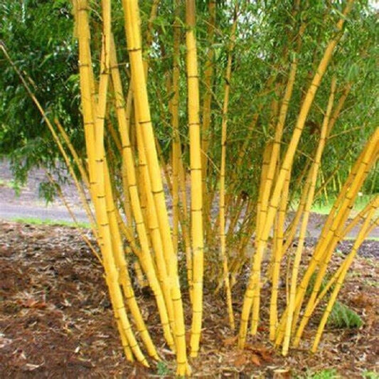 50 Jin Xiang Yu Bamboo Seeds Privacy Climbing Garden Clumping Shade Screen 780