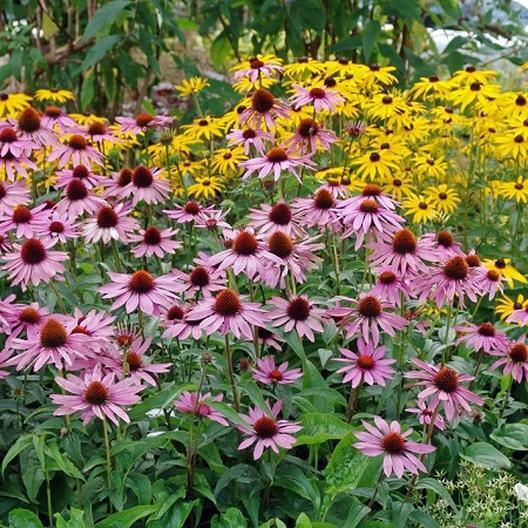 Green River 50 Purple Coneflower Seeds - Drought-Tolerant Decor Seeds for Pollinator Gardens, Perennial Blooms, Ideal for Summer Conditions