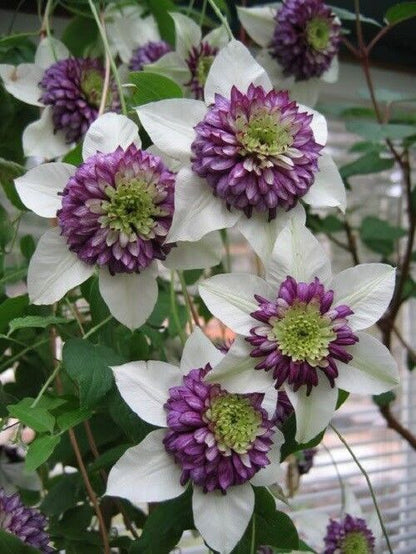 Green River White Purple Clematis Seeds - 25 Flower Seed Pack, Perennial Climbing Vine, Dried Clematis Plant Seeds for Fences and Trellises, All Seasons, USDA Zones 4-9