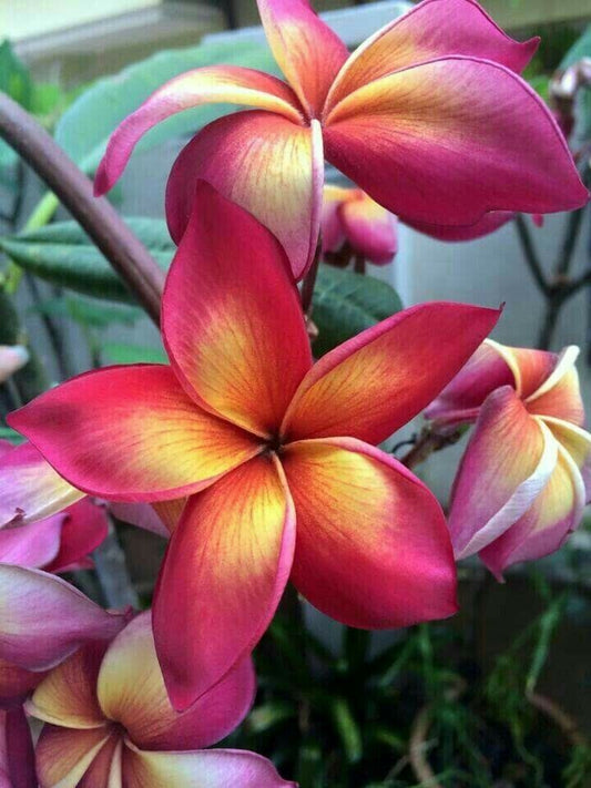 Green River 5 Bright Pink Orange Plumeria Seeds - Flower Seed Pack, Premium Tropical Blooms, Fragrant Perennial Plants for Garden Charm, Ideal for Leis and Containers