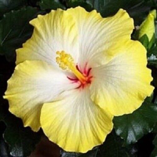 Green River 20 Yellow White Hibiscus Seeds - Premium Perennial Flower Seeds Pack for Tropical & Pollinator Gardens, Hardy Outdoor Seeds for Full Sun & Well-Drained Soil, Vibrant Garden Blooms Attracting Butterflies & Hummingbirds