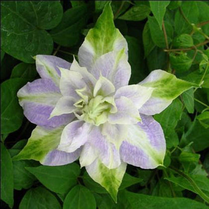 Green River Double Purple Green Clematis Seeds - 25 Flower Seed Pack, Perennial Climbing Vine, Dried Clematis Plant Seeds for Fences and Trellises, All Seasons, USDA Zones 4-9