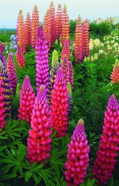 Green River 25 Pink Purple Orange Lupine Seeds - Vibrant Spiky Blooms, Fast Growing Perennials, Premium Seeds, Decor Decoratives Thrives in Cool Climates, Spring Full Sun