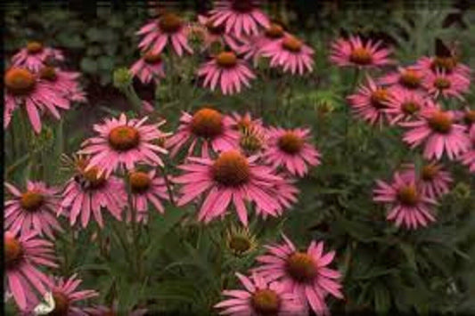 Green River 50 Magnus Coneflower Seeds - Drought-Tolerant Decor Seeds for Pollinator Gardens, Perennial Blooms, Ideal for Summer Conditions
