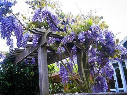 Green River 5 Blue Moon Wisteria Seeds - Premium Climbing Vine Seeds for Bonsai & Decor, Rare Fragrant Blooms, Full Sun, Up to 30 ft Tall