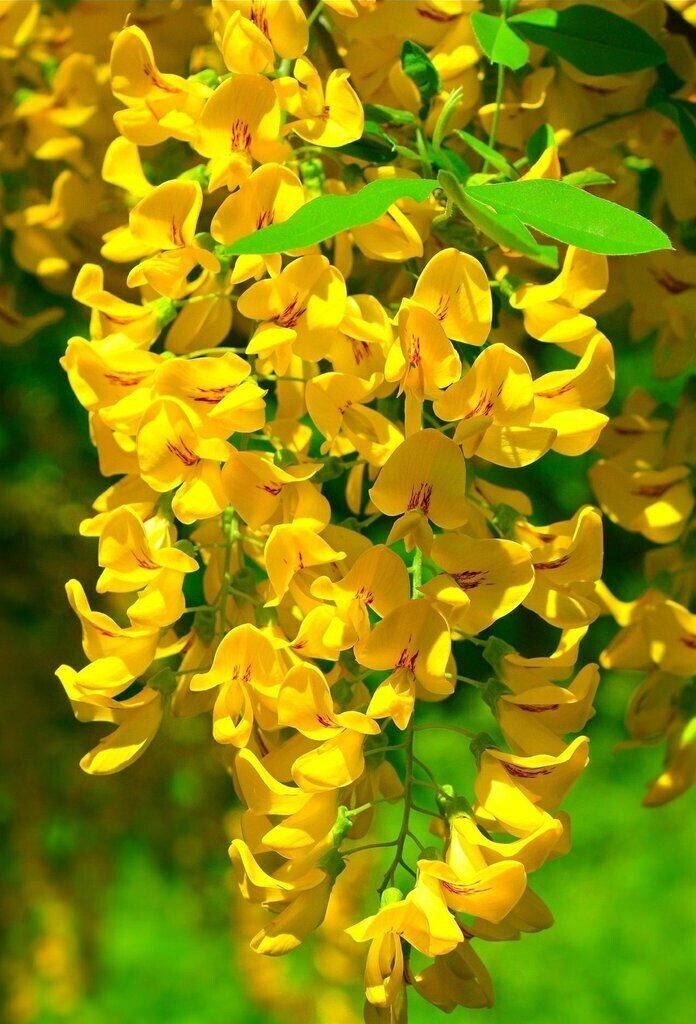 Green River 5 Golden Wisteria Seeds - Premium Climbing Vine Seeds for Bonsai & Decor, Rare Fragrant Blooms, Full Sun, Up to 30 ft Tall