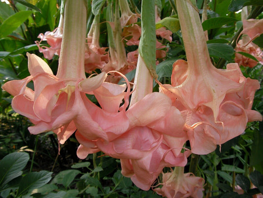 Green River Seeds 10 Evelyn Rose Angel Trumpet Seeds - Premium Brugmansia Flowers for Pots Patios & Cottage Gardens - Fast Growing Exotic Scented Blooms for Full Sun Zones