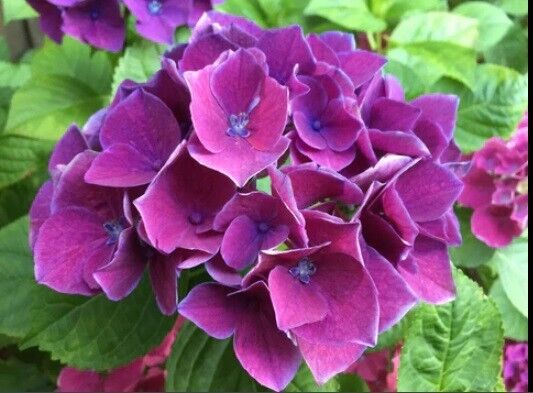 Green River 5 Purple Bayou Hydrangea Seeds – Premium Flower Seeds for Elegant Cottage Gardens, Patios & Borders – Rare Perennial Bush with Bold Summer Blooms – Hydrangea Limelight Seeds, Premium Seed Pack for Planting & Growing Beauty