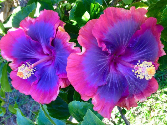 20+ Red, Purple, Orange Hibiscus Seeds - Perennial Flower Seeds (US Seller - Fresh!)