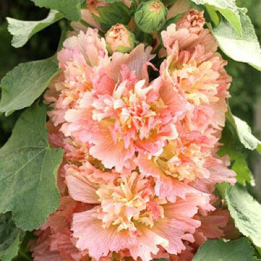 Green River 25 Spring Apricot Hollyhock Seeds - Flower Seed Pack, Tall Perennial Blooms, Cottage Garden Plants for Borders, Premium Seeds for Planting, Pollinator Friendly Flowers