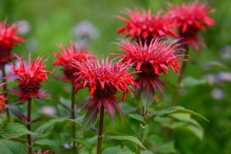 Green River 100 Red Bee Balm Seeds Premium Perennial Flower Seeds for Pollinator Gardens & Cut Flowers Drought-Tolerant Deer Resistant Fragrant Purple Blooms Ideal for Outdoor Gardening Containers & Wildlife Habitats