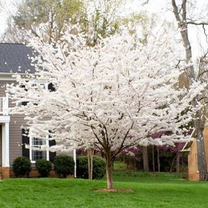 Green River 5 Yoshino Cherry Tree Seeds - Fragrant White Blossoms for Early Spring Gardening & Ornamental Landscaping