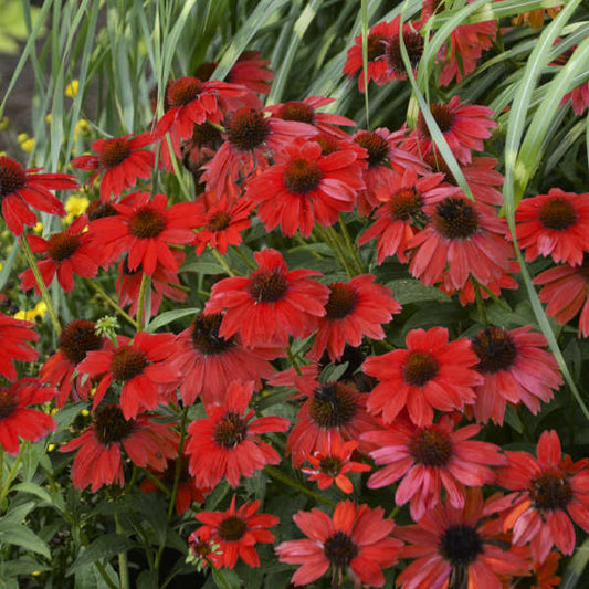 Green River 50 Bright Red Coneflower Seeds - Drought-Tolerant Decor Seeds for Pollinator Gardens, Perennial Blooms, Ideal for Summer Conditions
