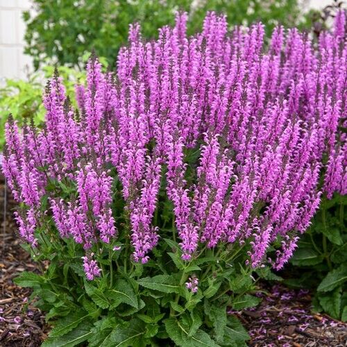 Green River 50 Back to the Fuchsia Salvia Seeds - Vibrant Perennial Flower Seeds for Borders & Pollinator Gardens, Drought-Tolerant, Butterfly Magnet, All Seasons, Bag, Partial Sun