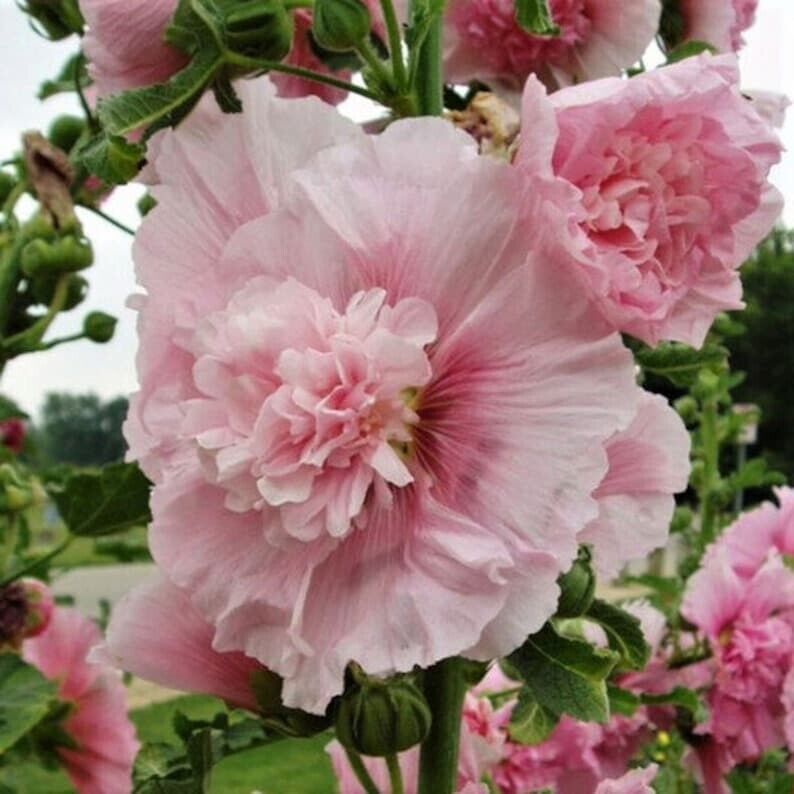 Green River 25 Carnival Pink Hollyhock Seeds - Flower Seed Pack, Tall Perennial Blooms, Cottage Garden Plants for Borders, Premium Seeds for Planting, Pollinator Friendly Flowers