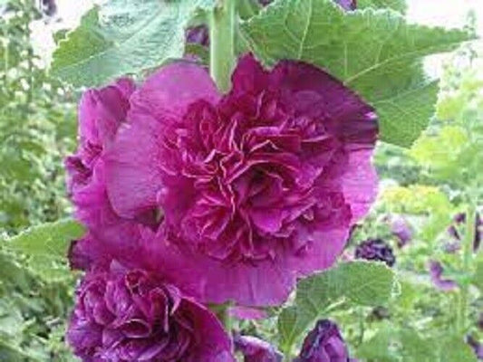 Green River 25 Double Purple Hollyhock Seeds - Flower Seed Pack, Tall Perennial Blooms, Cottage Garden Plants for Borders, Premium Seeds for Planting, Pollinator Friendly Flowers