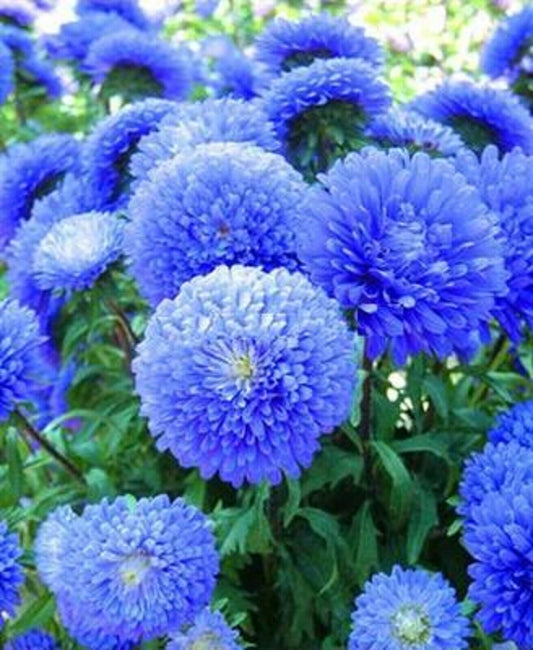 Green River Seeds Asters 50 Blue Aster Flower Seeds - 50 Individual Seeds for Easy Growth in Partial Shade Vibrant Colors & Bloom Formations Perfect for Garden Borders