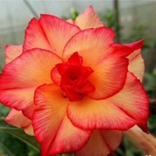 Green River 4 Double Red Yellow Desert Rose Seeds - Premium Exotic Succulent Flower Seeds for Indoor Pots Bonsai & Tropical Decor Drought-Tolerant, Easy to Grow Unique Trunk, Premium Seed Pack for Collectors