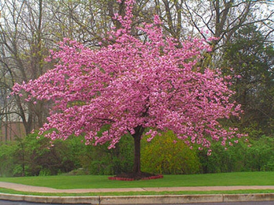 Green River 5 Stella Cherry Tree Seeds - Fragrant White Blossoms for Early Spring Gardening & Ornamental Landscaping