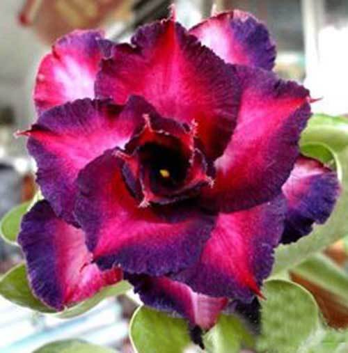 Green River 4 Double Dark Purple Pink Desert Rose Seeds - Premium Exotic Succulent Flower Seeds for Indoor Pots Bonsai & Tropical Decor Drought-Tolerant, Easy to Grow Unique Trunk, Premium Seed Pack for Collectors
