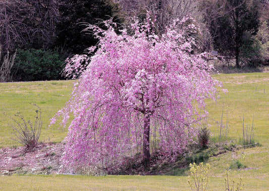 Green River 5 Weeping Purple Cherry Tree Seeds - Fragrant White Blossoms for Early Spring Gardening & Ornamental Landscaping
