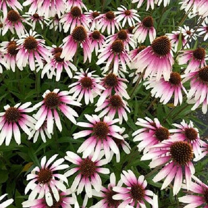 Green River 50 Pretty Parasols Coneflower Seeds - Drought-Tolerant Decor Seeds for Pollinator Gardens, Perennial Blooms, Ideal for Summer Conditions