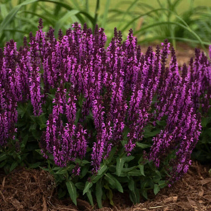 Green River 50 Bumbleberry Salvia Seeds - Vibrant Perennial Flower Seeds for Borders & Pollinator Gardens, Drought-Tolerant, Butterfly Magnet, All Seasons, Bag, Partial Sun
